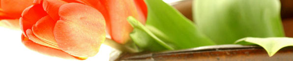 tulip-header.jpg