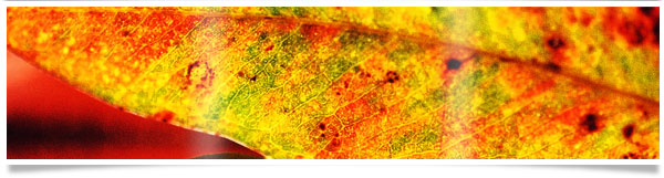 macro-leaf-banner.jpg