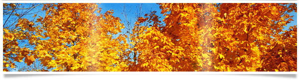 yellow-leaves-tree.jpg