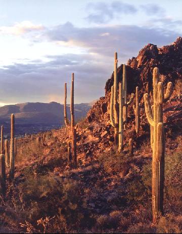 Mt Cactus