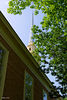 Steeple from the garden