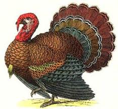 Thanksgiving