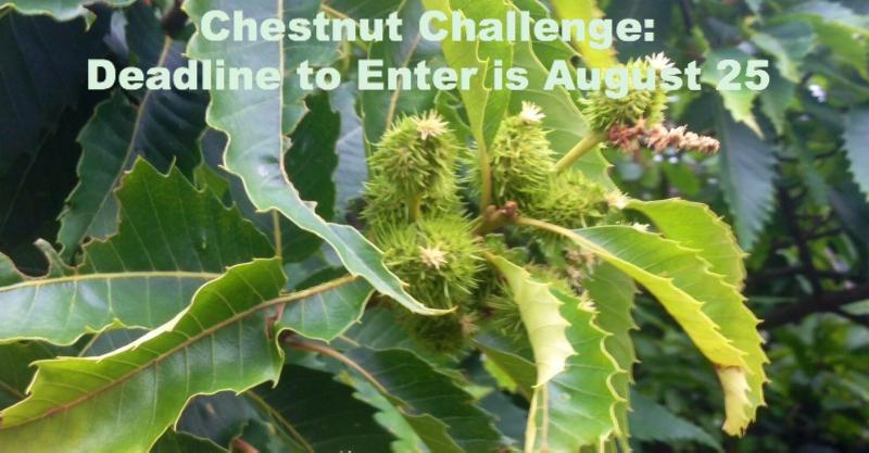 American Chestnut Foundation photo
