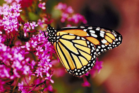 monarch butterfly