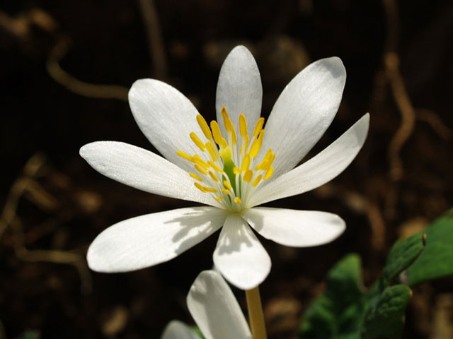 bloodroot sutherland
