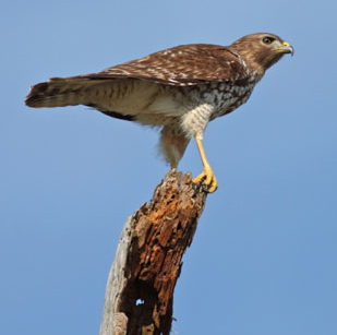 broad winged hawk