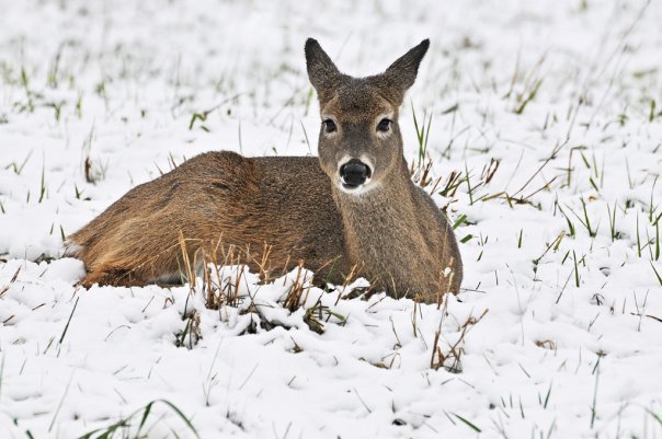 deer-snow-rosemary-williams