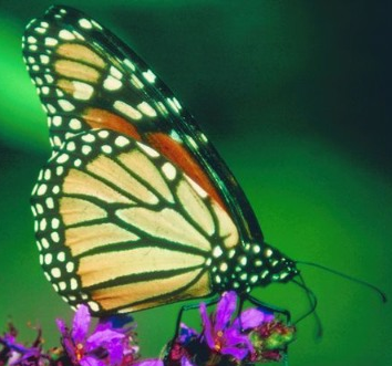 monarch alt