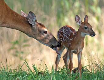 fawn and mother cc