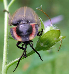 firefly