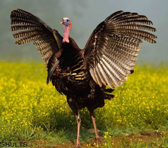brian shults turkey cc
