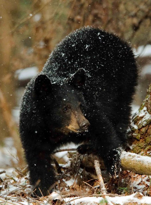 bear snow brian shults
