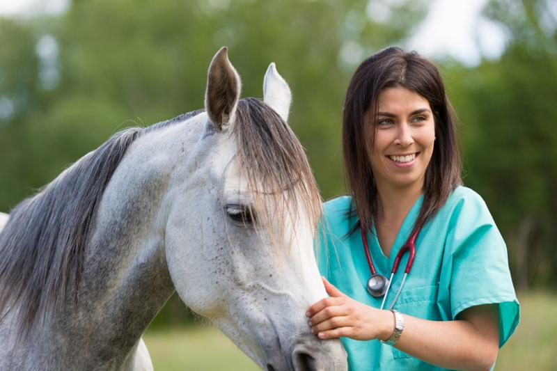 Veterinarian with a horse on a farm