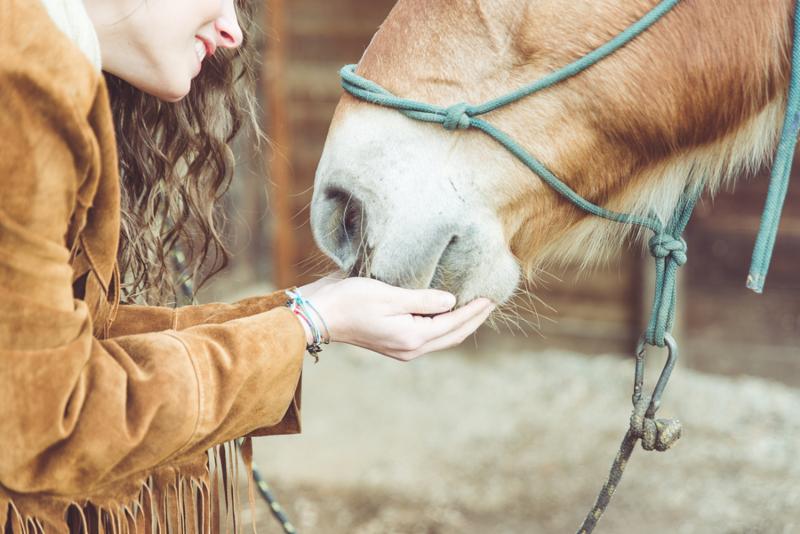 woman petting her horse. close up on hands and horse mouth. concept about animals