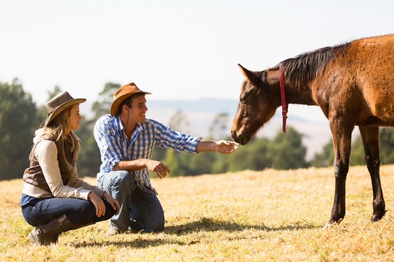 cowboy and cowgirl playing with foal in the ranch