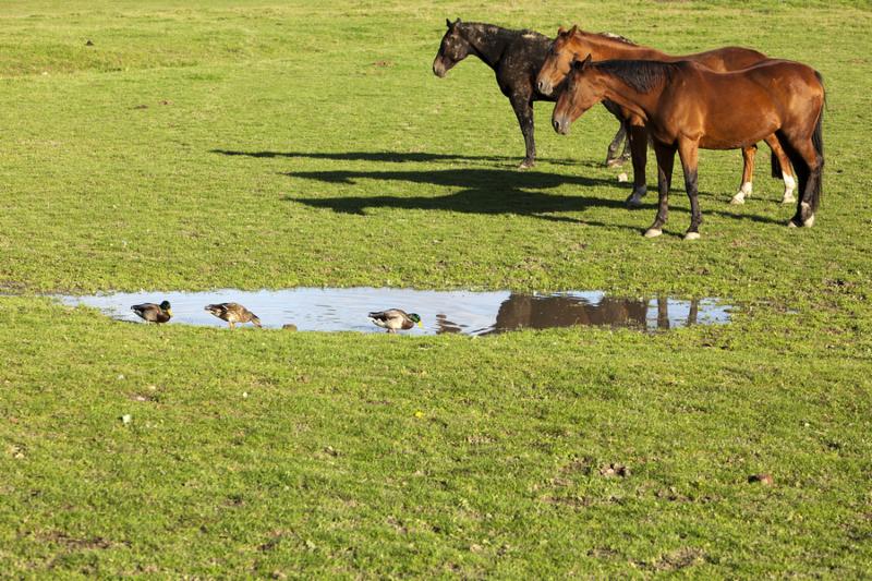 three horses on a meadow, three ducks at a puddle