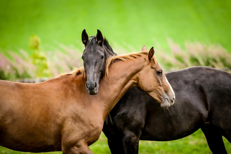 The horses embracing in friendship in summer.