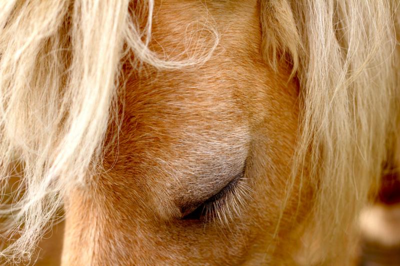 Close-up of beautiful pony mare with closed eyes and manes