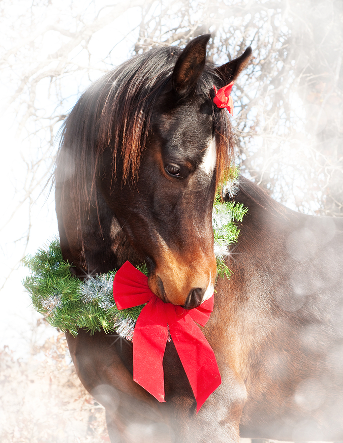 Dreamy Christmas image of a dark bay Arabian horse wearing a wreath and a bow