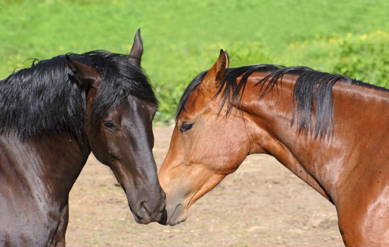 Portrait of horse  Horse head image close
