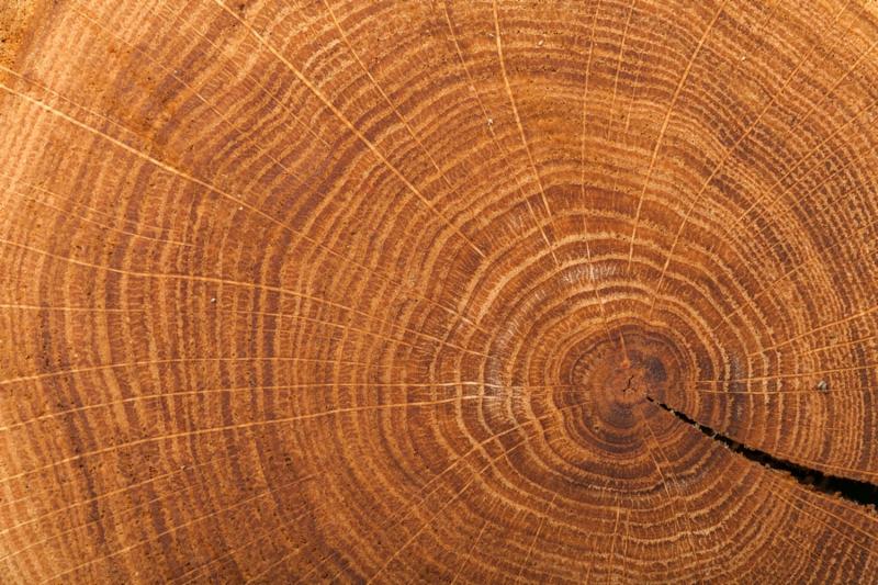 Wood Tree Textured Wood Grain Tree Ring Tree Trunk Circle