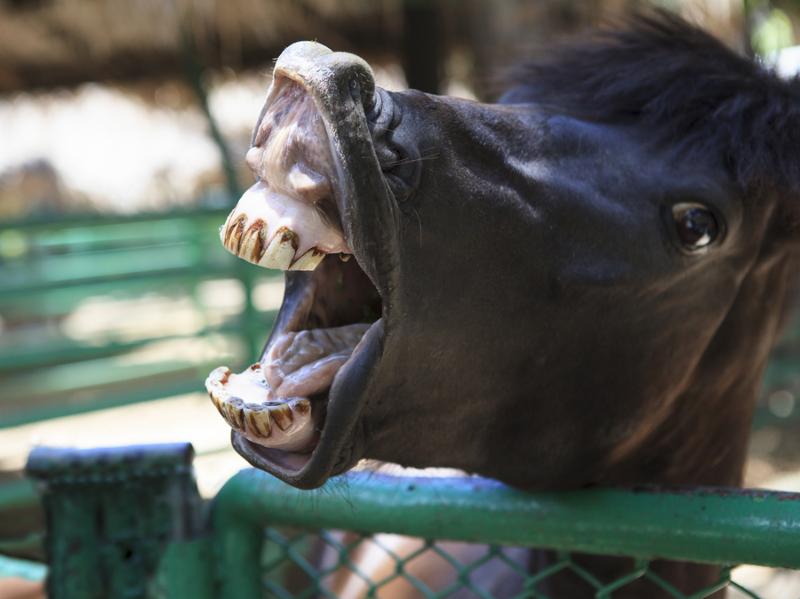 this photography of horse mouth show teeth