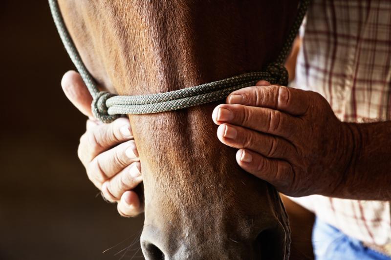 farmers hands on horses head, detail shot of weathered hands