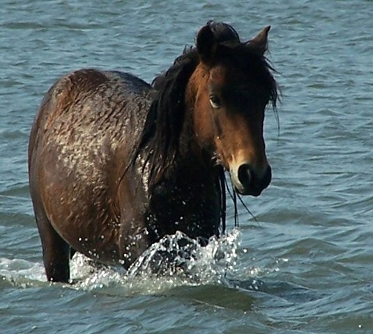 this photo was taken off of the coast of north carolina. the horse was coming back onto shore from an afternoon swim.