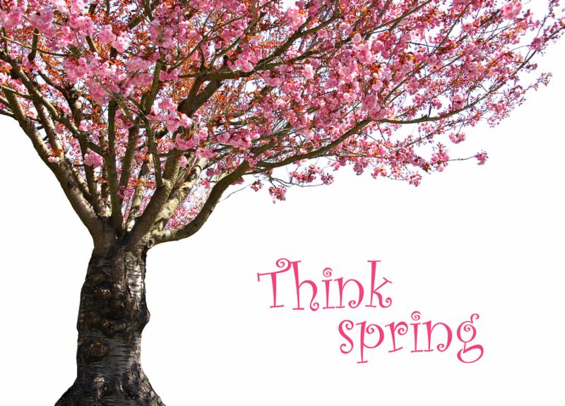 Cherry tree in full bloom, isolated on white. Add your own text.