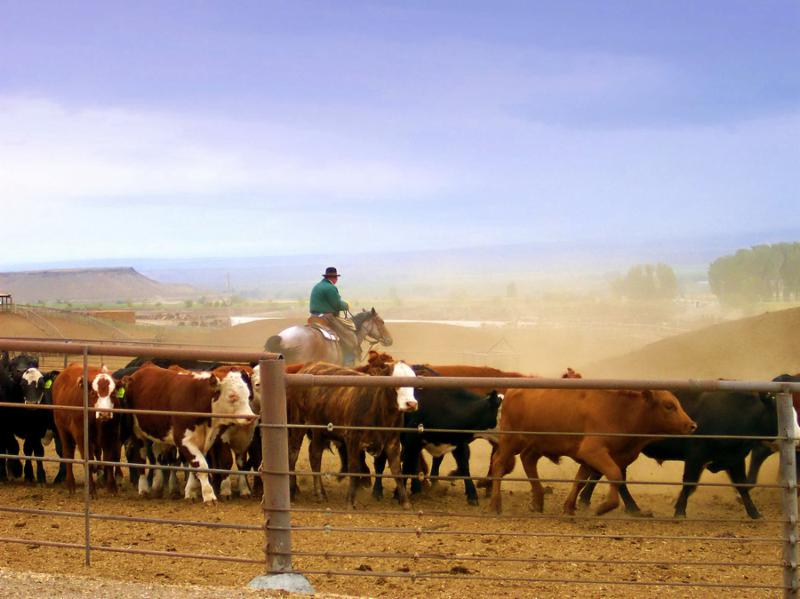 Working cowboy out on the range with his cattle.