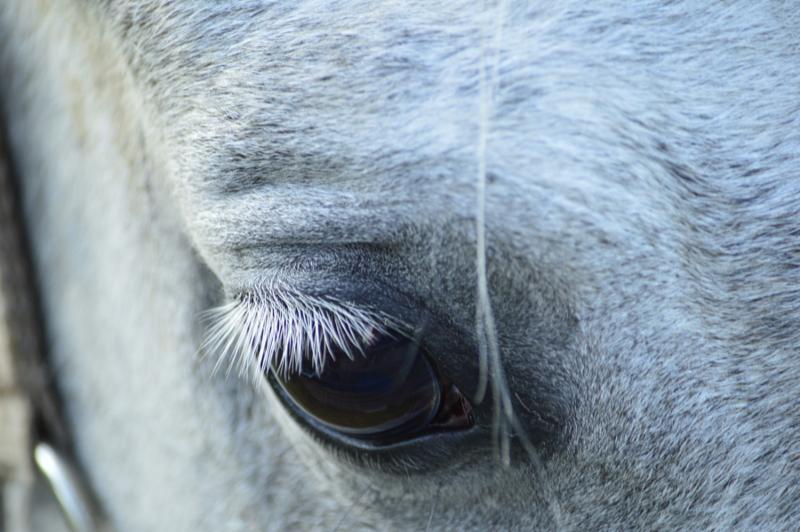 sad eyes with eyelashes, in a gray horse