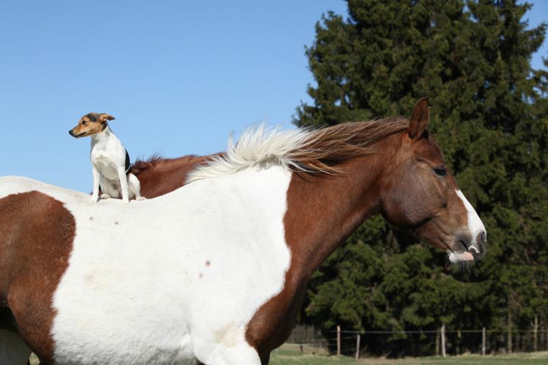 Brave Parson Russell terrier sitting alone on horse back