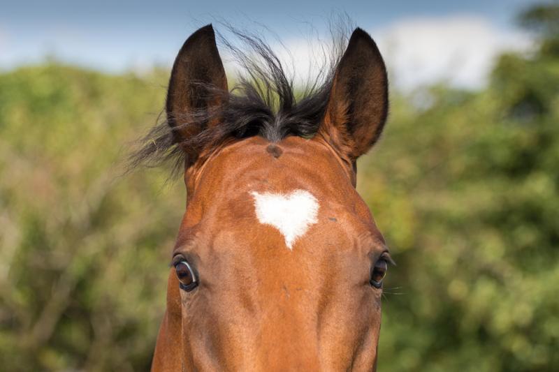 Horse with heart shaped marking on its head.