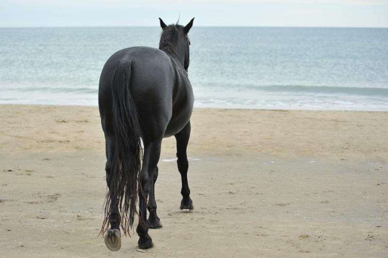 back of black stallion on the beach