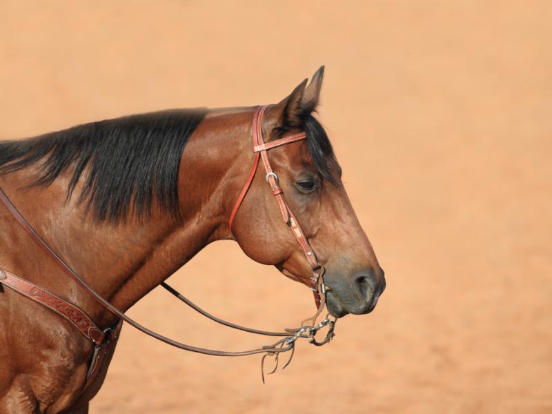 A registered Quarter Horse gelding waits to compete in the Ranch Cutting at a Foundation Quarter Horse show.