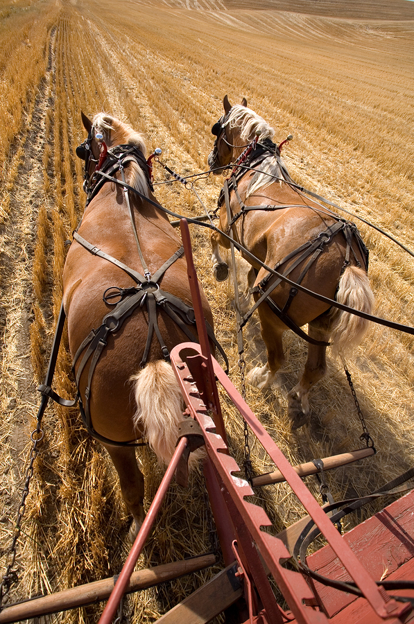 Two draft horses working at pulling the wagon in the field.