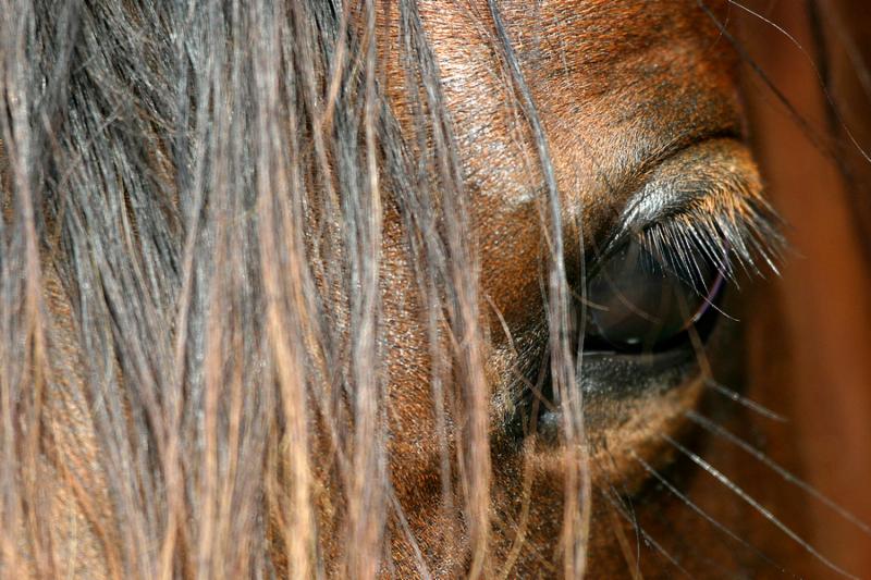 beautifyl eye of a brown arabian horse