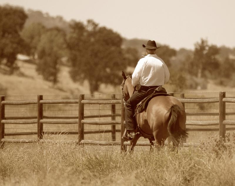 A horse and cowboy riding along a fence in a meadow in sepia.