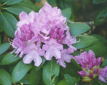 rhodies