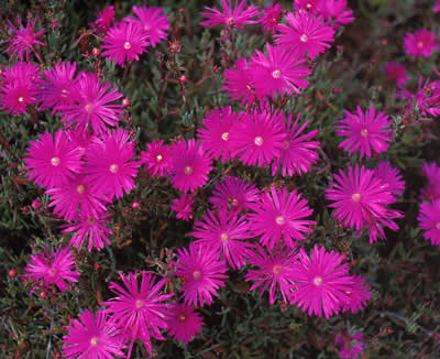 frilly-purple-flowers.jpg