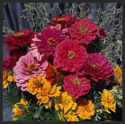colorful-flowers.jpg