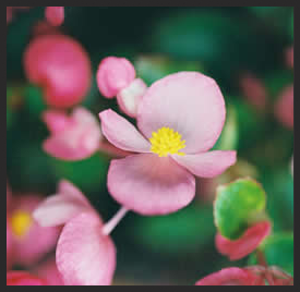 tiny-pink-flowers.jpg
