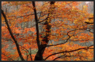 orange-leaves-tree.jpg
