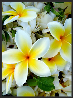 white-flower-assortment.jpg