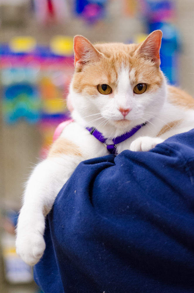 This Week At Lost Dog Cat Rescue Foundation This Week At Lost Dog Cat Rescue Foundation