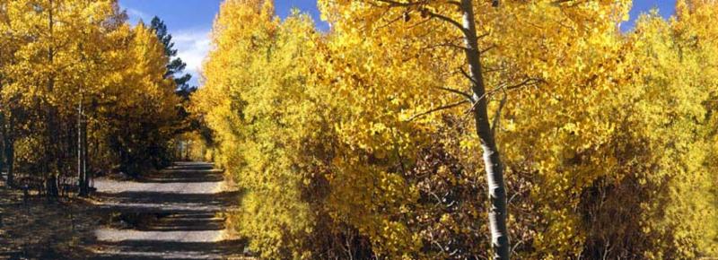 yellow-trees-path.jpg