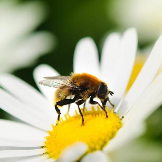 honeybee.jpg