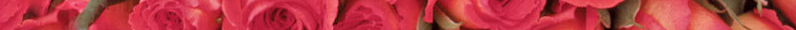 roses-banner.jpg