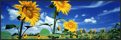 sunflower-sm2.jpg