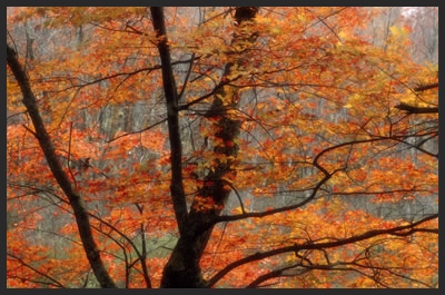 orange-leaves-tree.jpg